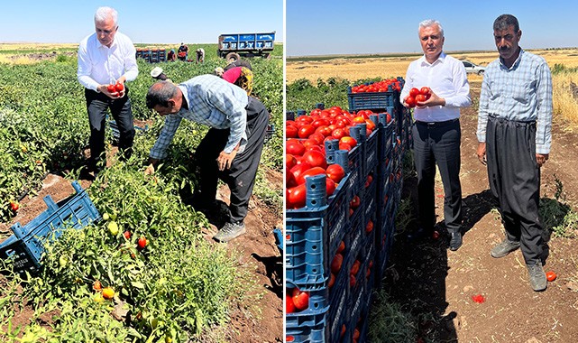 Gök: Domates tarlada 3 lira, markette neden 14 lira