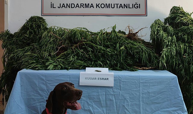 Hint keneviri ele geçirildi, bir gözaltı!