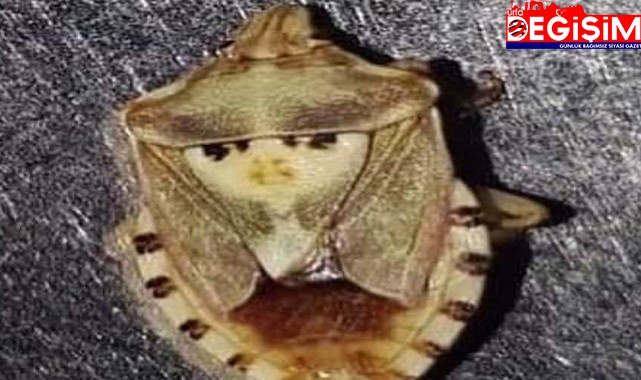 Kadın figürünü andıran böcek çiftçiyi şaşırttı!
