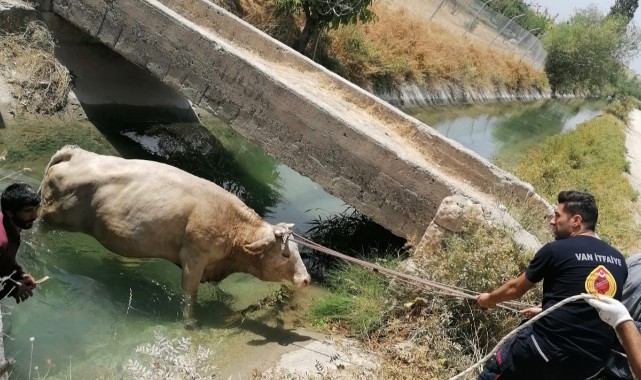 Kanala düşen ineği itfaiye ekipleri kurtardı