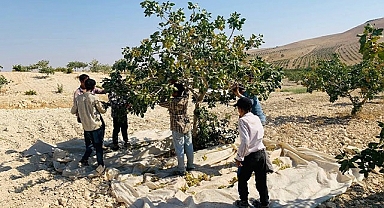 Şanlıurfa'da 'Yeşil altın' hasadı başladı!