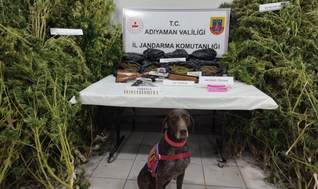 Kenevir eken çeteye operasyon: 2 gözaltı