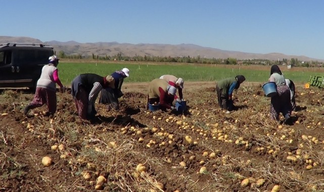 Kışlık patates hasadı başladı
