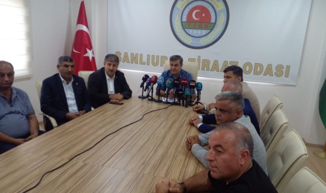 Şanlıurfa Ziraat Odasından pamuk fiyatı açıklaması!
