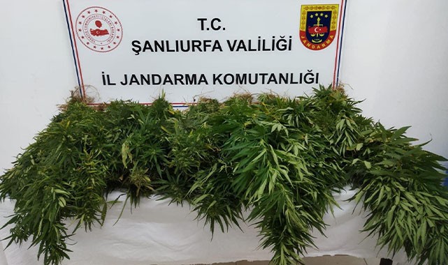Suruç'ta kök kenevir ele geçirildi!