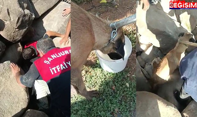 Urfa itfaiyesi kayalıklara sıkışan köpeği kurtardı!