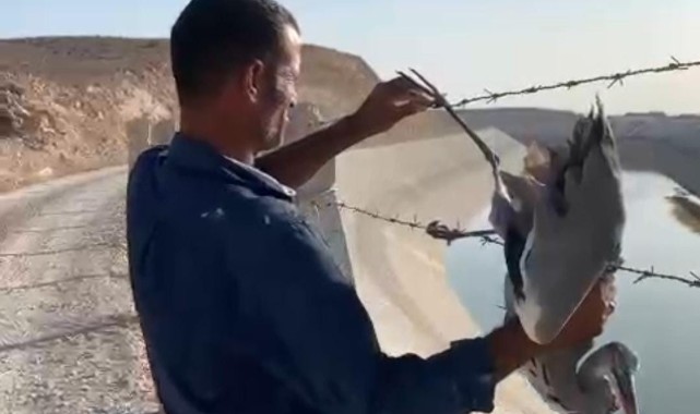 Balıkçıl Kuş'un feryadına vatandaş yetişti