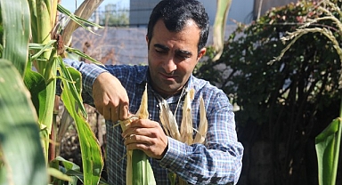 Bir avuç tohumla rengarenk mısırlar üretti