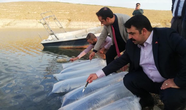 Hilvan’da 1 milyon balık baraj göletine bırakıldı