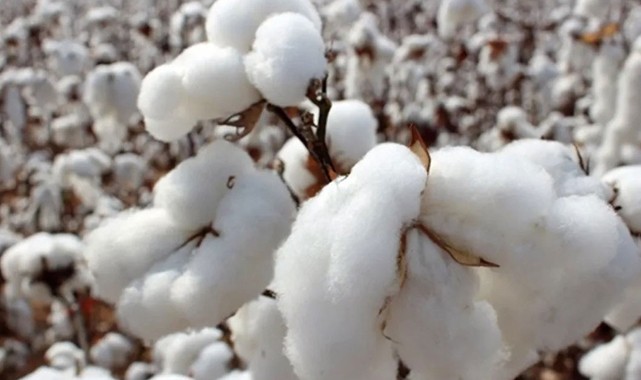 Preseli pamuğun kilosu 37 TL'den satıldı!