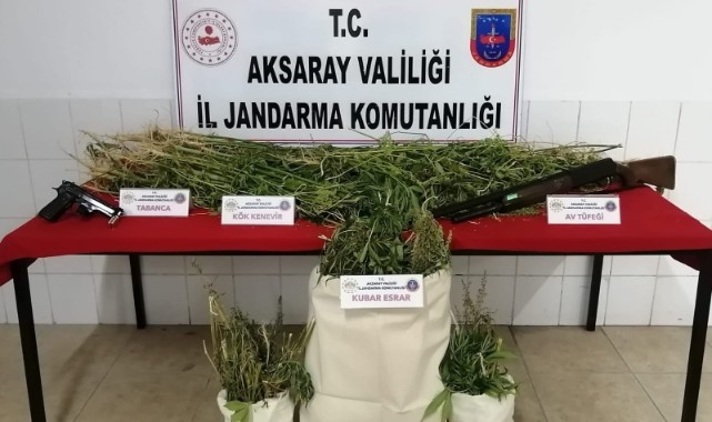 Tarlada esrar ticareti!