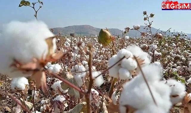 Urfa'da pamuk en düşük ve en yüksek fiyatı belli oldu