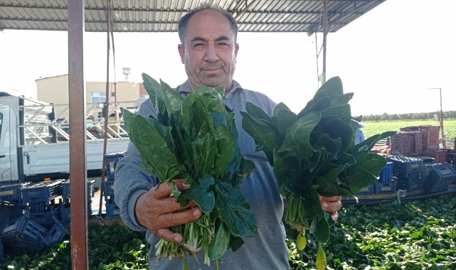 Çiftçi çalıştıracak  işçi bulamıyor