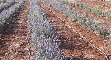 Harran Üniversitesi lavanta yetiştirdi