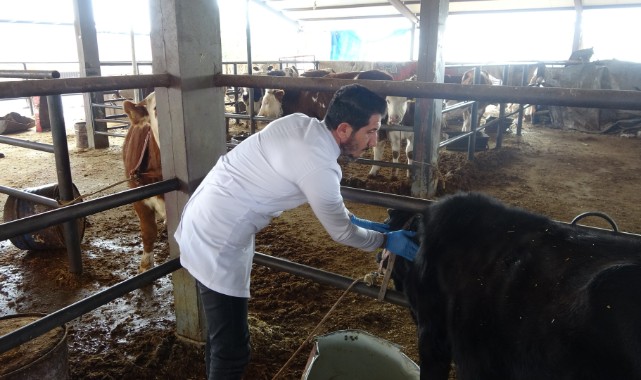 Hayvan pazarında şap salgını korkuttu!