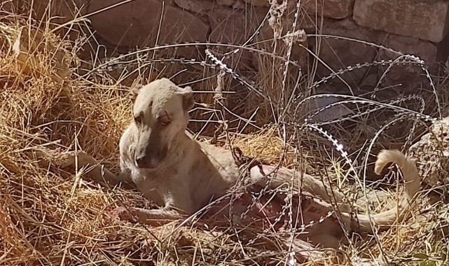 Jiletli tellere takılan köpek kurtarıldı
