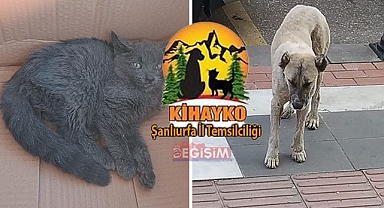 KİHAYKO: Sebebini merak ediyoruz