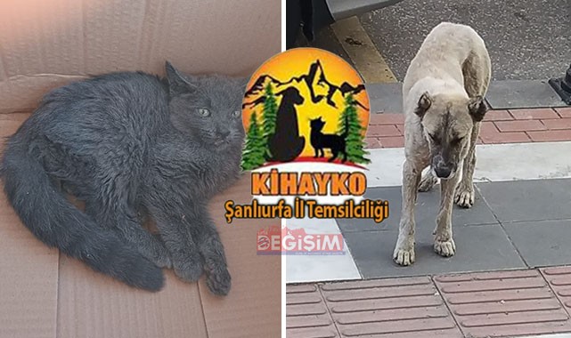 KİHAYKO: Sebebini merak ediyoruz