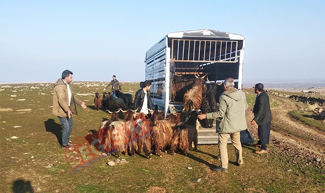 Siverek'te çalınan hayvanlar sahibine teslim edildi