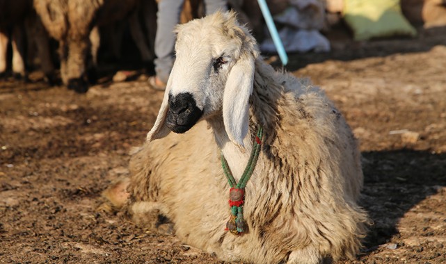"Suruç koyunu" tescil edilecek