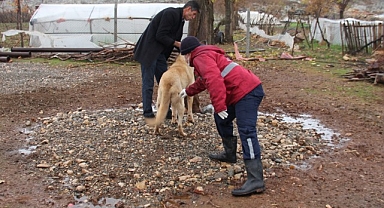 Yaban hayvanlarının ısırdığı köpek kuduz çıktı