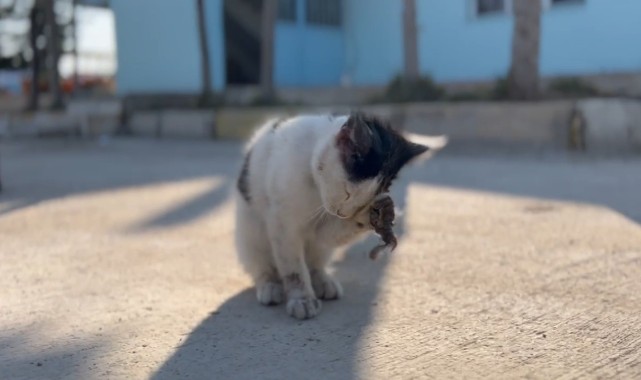 Urfa'da yaralı kedi tedavi altına alındı