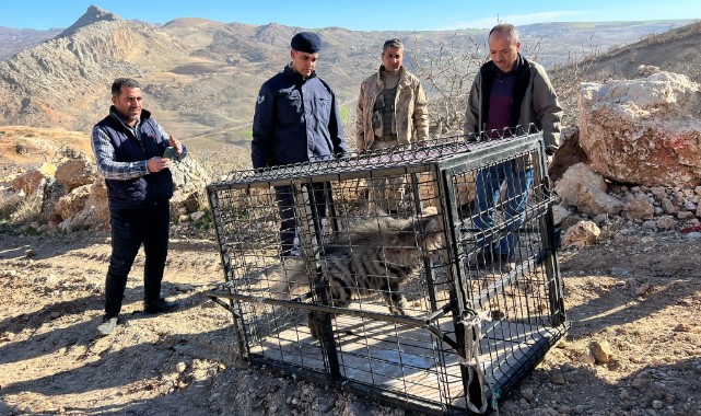 Yaralı çizgili sırtlan Şanlıurfa'ya getirildi