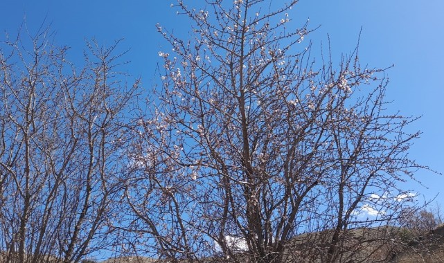 Badem ağaçları çiçek açtı