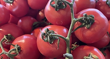 Domates ihracatında kısıtlama kaldırıldı
