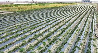Sebze hali açılamadı, marul ve şalgam tarlada kaldı