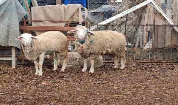 Sokak köpekleri bir yılda 30 koyunu telef etti