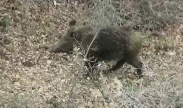 Yemek arayan domuz sürüsü görüntülendi