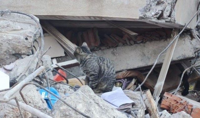 Yürek yakan görüntü kediler enkazı terk etmiyor