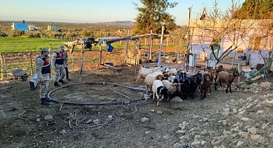 Kaybolan 18 küçükbaş hayvanı jandarma buldu