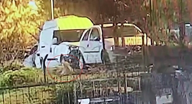  Köpeği silahla vurarak yaraladılar