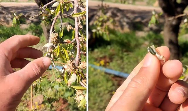 Şanlıurfa'da don badem ağaçlarını vurdu!