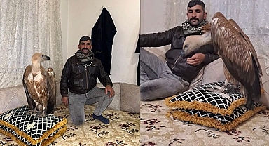 Şanlıurfalı vatandaş evinde akbaba besliyor!