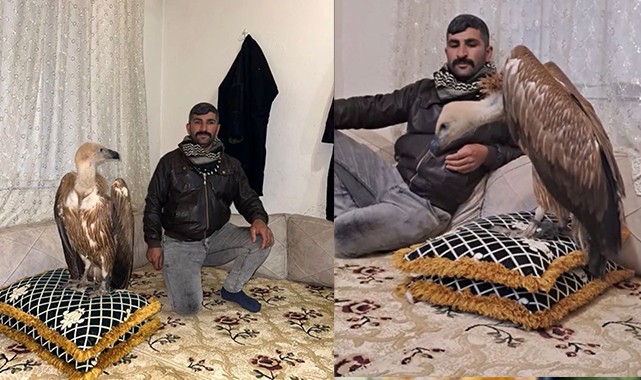 Şanlıurfalı vatandaş evinde akbaba besliyor!