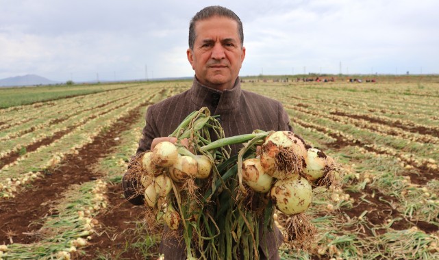 Soğan hasadı başladı! Fiyatlar düşecek mi?