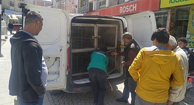 Sokak köpekleri belediye çalışanına saldırıp ısırdı