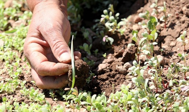 Tohum destekleri Şanlıurfa'da yüzde 100 artırıldı
