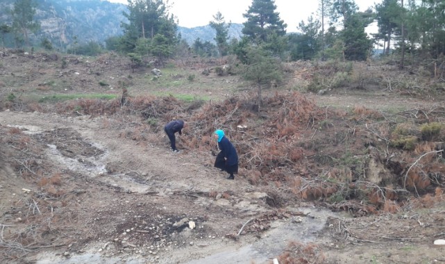  Yağmur yağdı vatandaşlar mantar avına çıktı