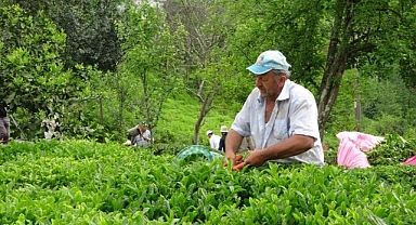 2023 yaş çay sezonu açıldı