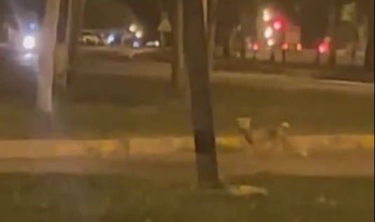 Aç tilki kentte indi!
