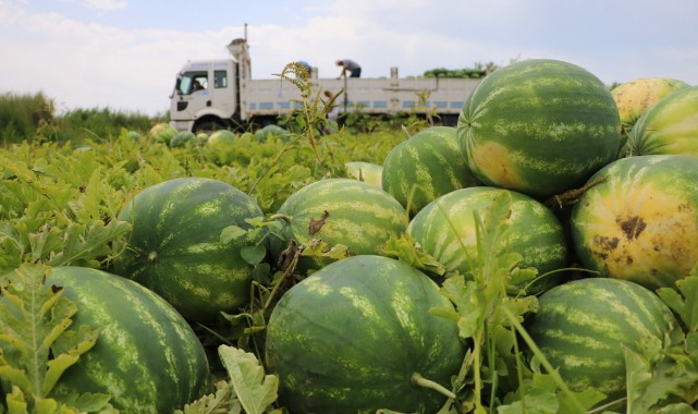Adana karpuzu hasat için gün sayıyor