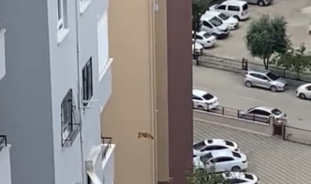 Ağır hasarlı binada kurtarılmak istenen kedi korkup aşağı atladı