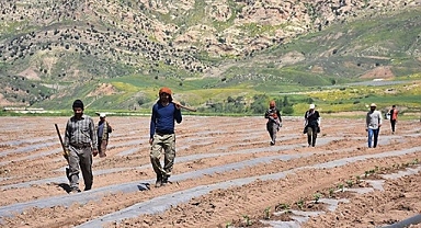 Dicle Nehri kenarındaki arazide karpuz yetiştiriliyor