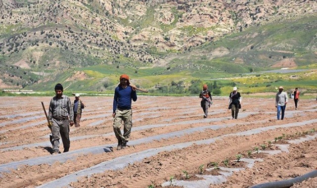 Dicle Nehri kenarındaki arazide karpuz yetiştiriliyor
