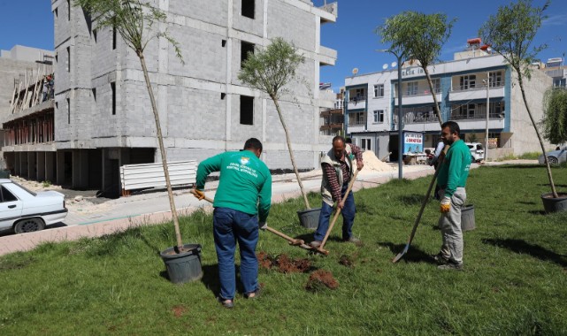 Haliliye'de ağaçlandırma çalışmaları sürüyor