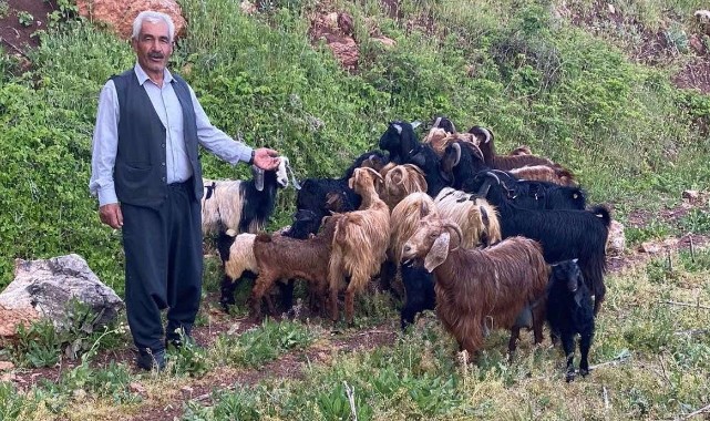 Kaybolan küçükbaş sürüsü bulundu!